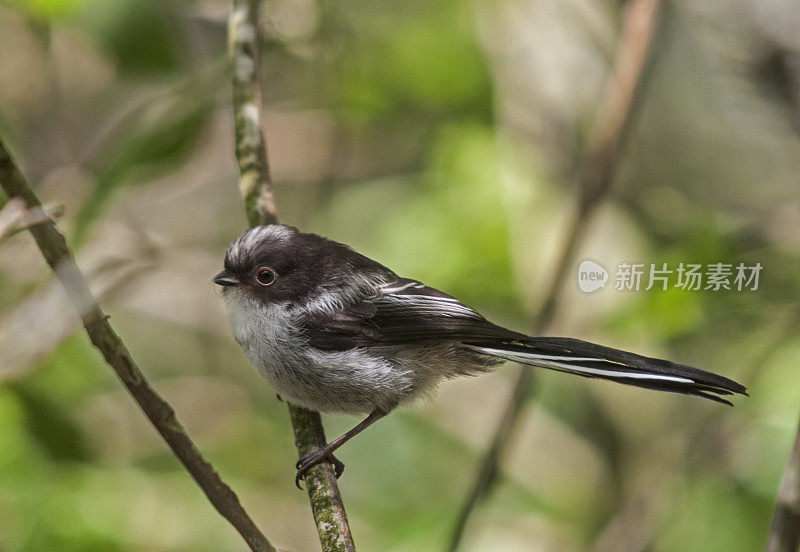 Long-tailed Tit, Aegithalos caudatus, in woodland